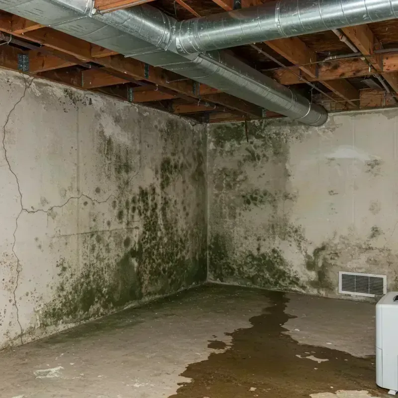 Professional Mold Removal in Ponca, NE